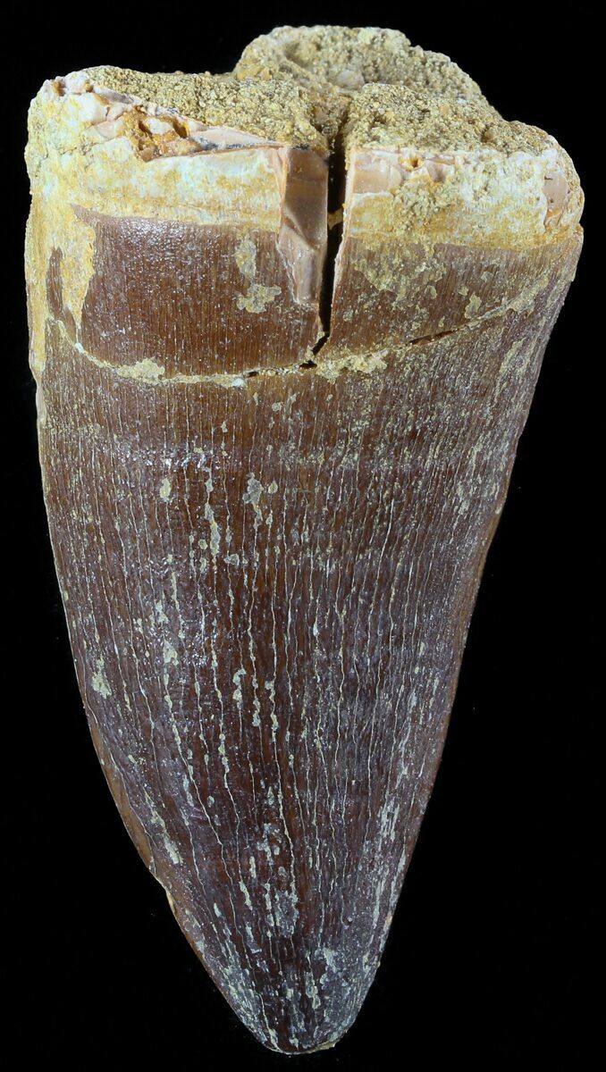 mosasaur teeth identification