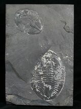 Double Pseudogygites Trilobite Plate #4571