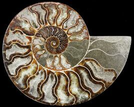 Cut Ammonite Fossil (Half) - Cyber Monday Deal! #49900