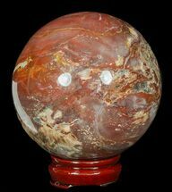 Petrified Wood For Sale - FossilEra.com