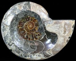 Wide Polished Ammonite Dish - Inlaid Ammonite Center #49786