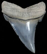 Beautiful, Angustidens Tooth - Megalodon Ancestor #49974
