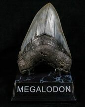 Nicely Shaped Megalodon Tooth #4591