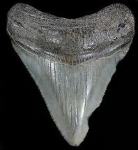 Megalodon Size: How Big Was The Megalodon Shark? - FossilEra.com