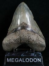 Serrated Monster Megalodon Tooth #4597