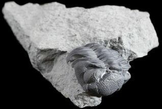 Folded Eldredgeops (Phacops) Trilobite - New York #50300