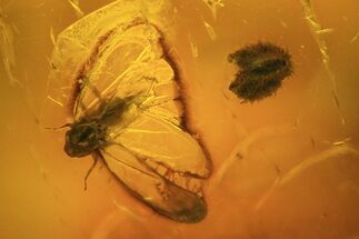 Fossil Cicada & Plant In Baltic Amber #50636