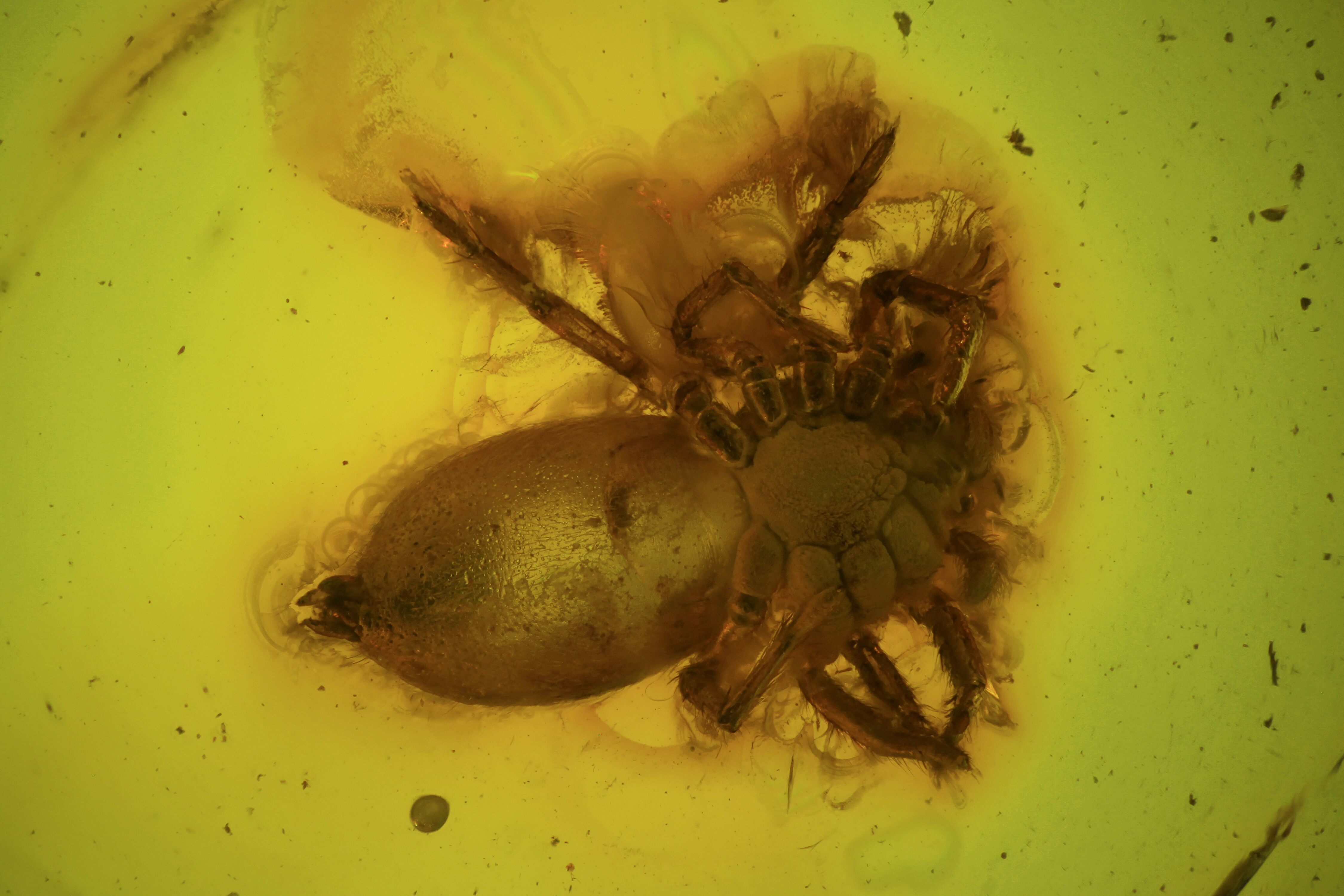 Running air in water bubble, Spider Araneae and More. Fossil inclusion in  Ukrainian Rovno amber #10952R