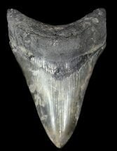 Serrated, Lower Megalodon Tooth - South Carolina #50483