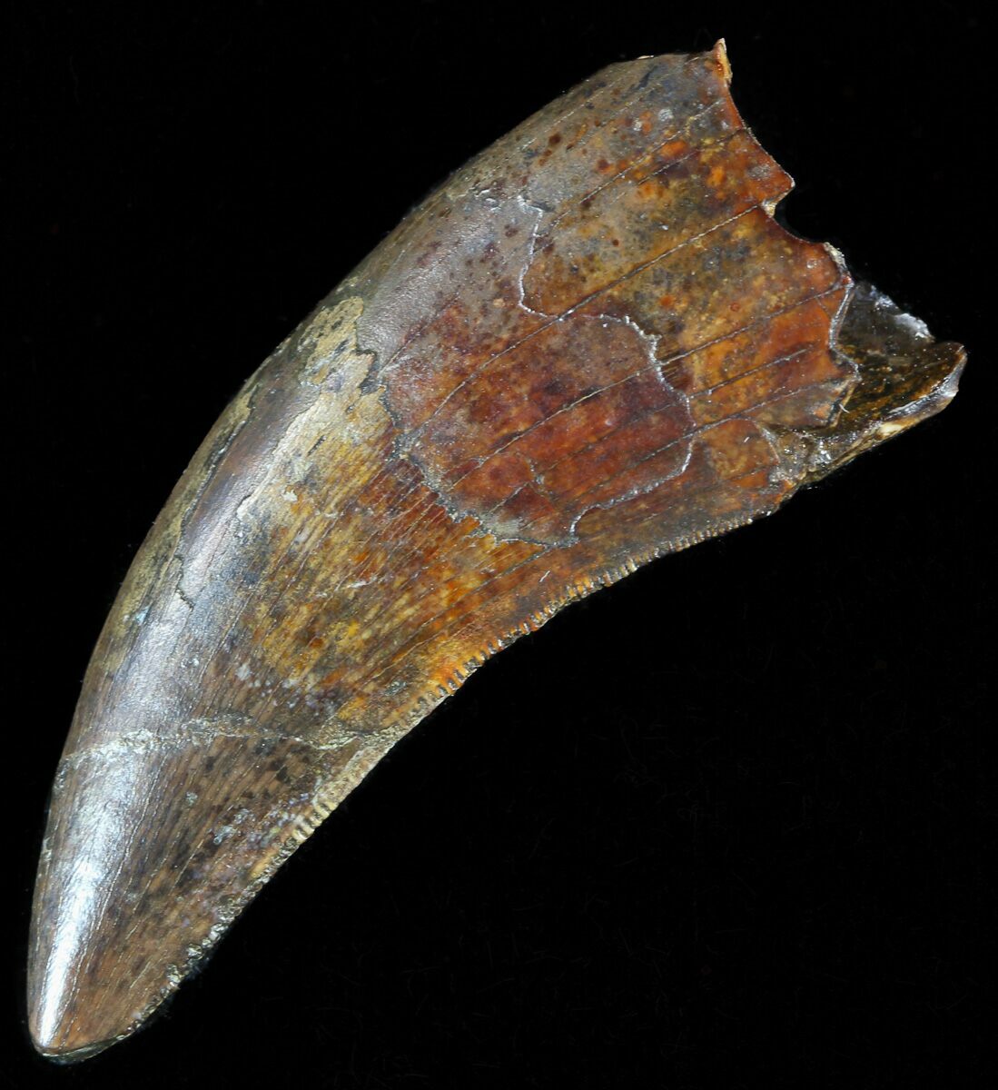 nanotyrannus tooth for sale