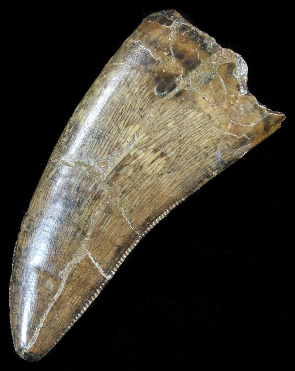 nanotyrannus tooth for sale