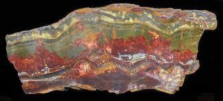 Incredible, Marra Mamba Stromatolite Slab - Billion Years Old #50692