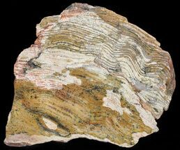 Strelley Pool Stromatolite Slice - Billion Years Old #50743