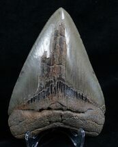 Light Colored Megalodon Tooth #4641