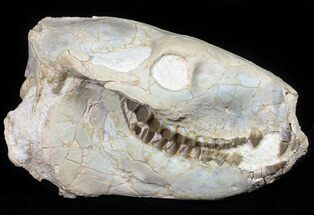 Nice, Oreodont (Merycoidodon) Skull - South Dakota #50811