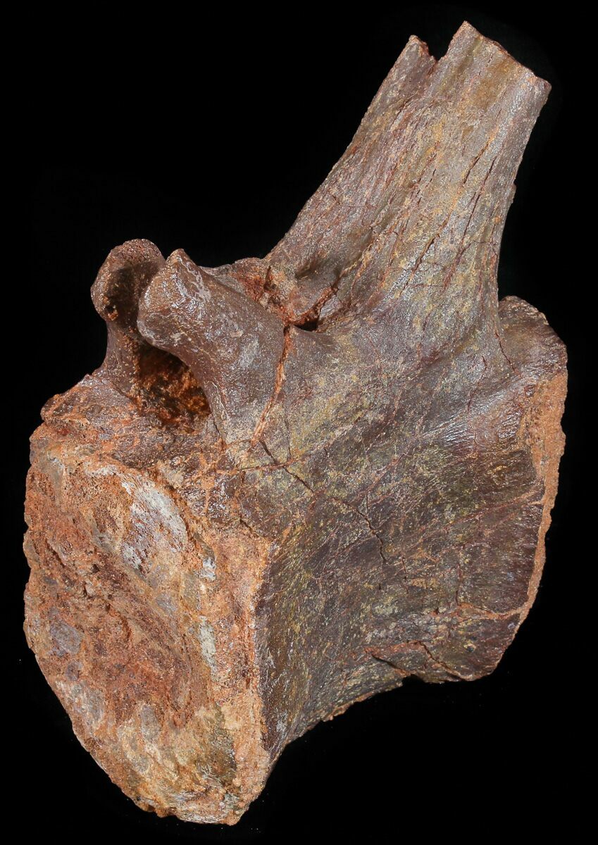 dinosaur tail vertebrae