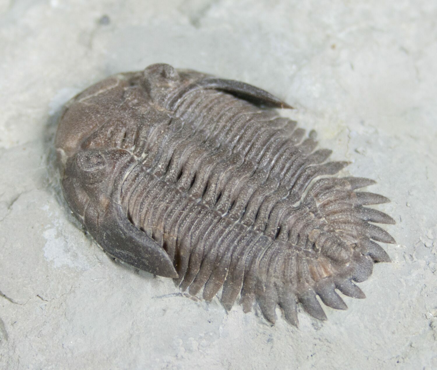 Huge Greenops Widderensis From Arkona (#4682) For Sale - FossilEra.com