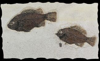 Beautiful Pair Of Cockerellites (Priscacara) Fossil Fish - Wyoming #51266