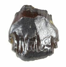 Ankylosaurus Tooth With Little Wear - Montana #51045
