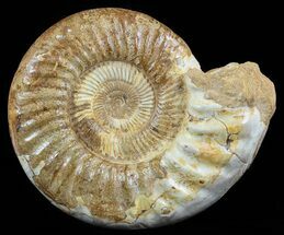 Large, Ammonite (Kranosphinctites?) - Jurassic #51351
