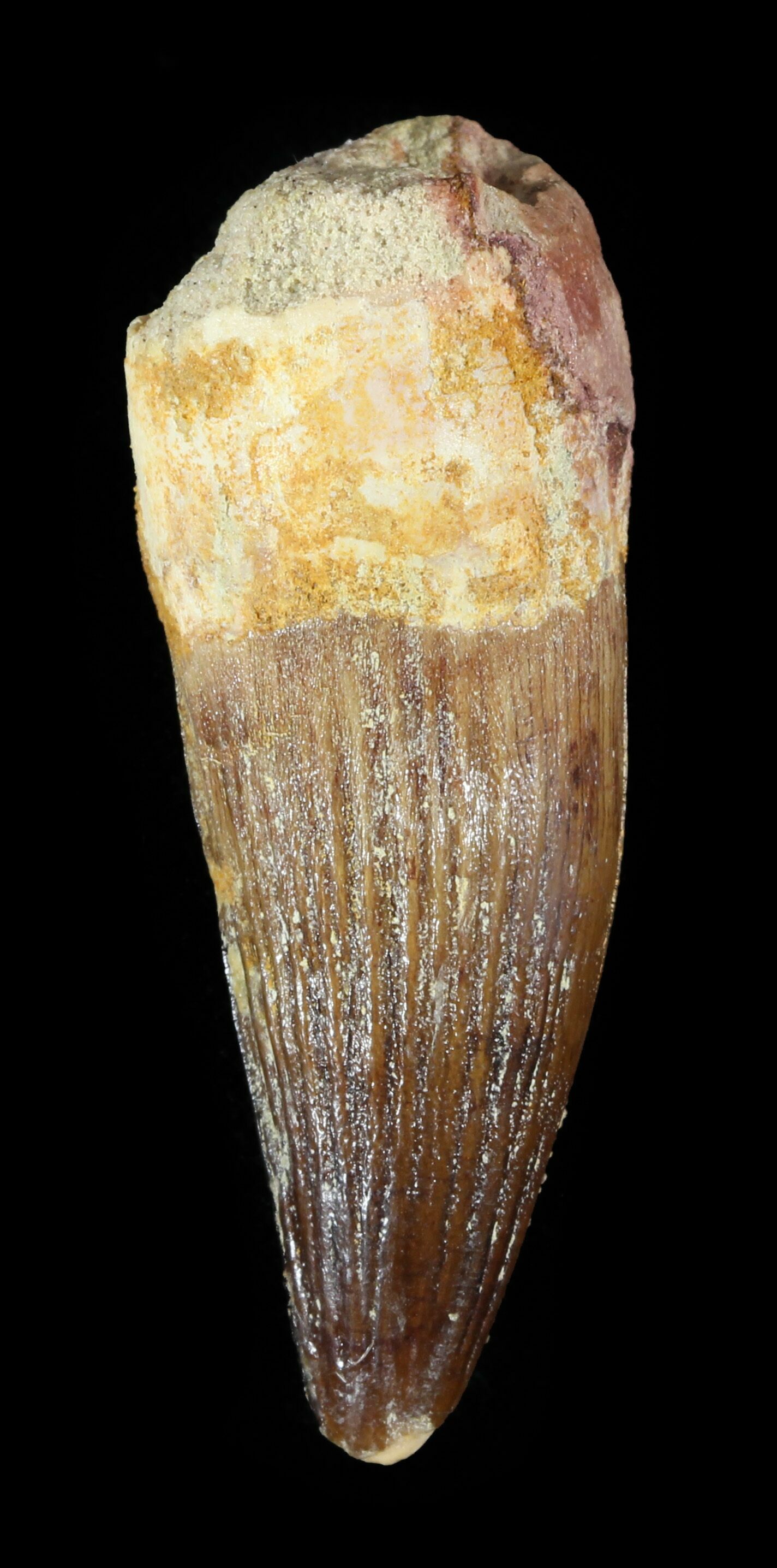 real spinosaurus tooth for sale