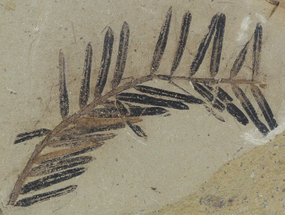 metasequoia fossil