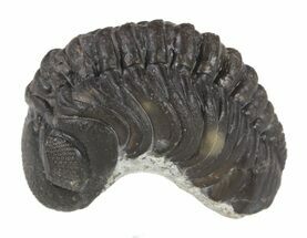 Partially Enrolled Barrandeops Trilobite #52429