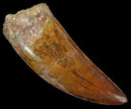 Serrated Carcharodontosaurus Tooth - Knife-Like #52461