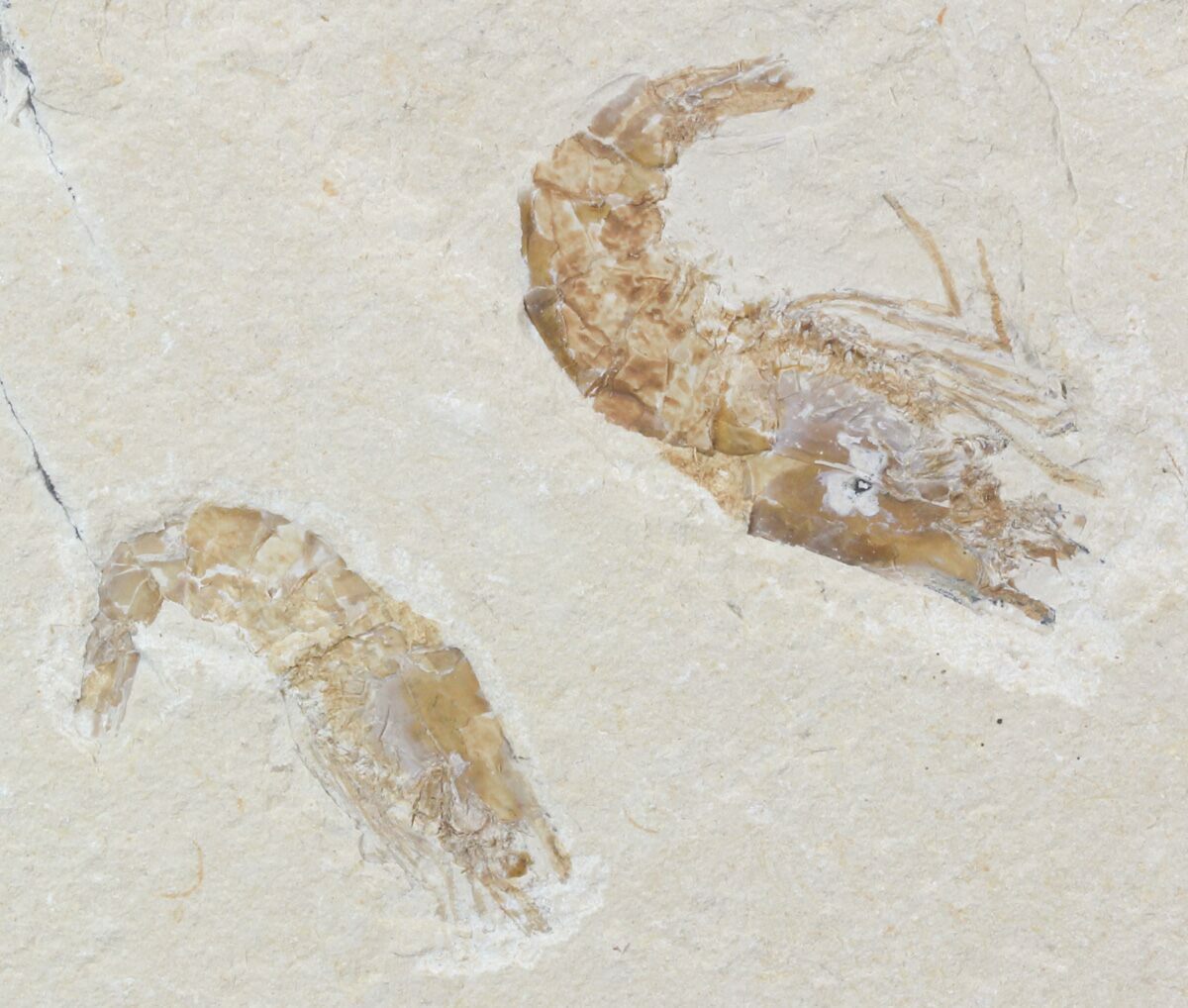 Two Cretaceous Fossil Shrimp (carpopenaeus) - Lebanon (#52784) For Sale 