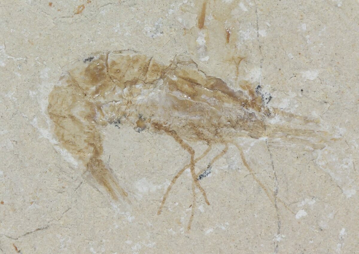 Two Cretaceous Fossil Shrimp (Carpopenaeus) - Lebanon (#52775) For Sale ...