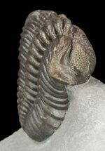 Detailed Eldredgeops Trilobite - Ohio #53307