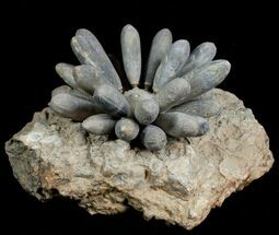 Spectacular Fossil Club Urchin - Morocco #4768