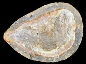 Triassic Fossil Fish (Pteronisculus?) In Nodule - Madagascar #53658