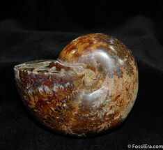 Beautiful Inch Polished Ammonite - Very Thick #631