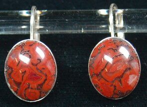Dark Red, Polished Dinosaur Bone (Gembone) Earrings #54103