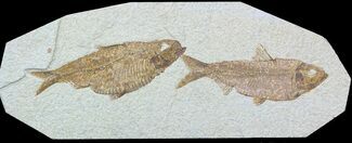 Two Large Knightia Fossil Fish - Wyoming #54296