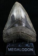 Heavy Serrated Megalodon Tooth #4905