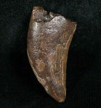 Inch Nanotyrannus Tooth - South Dakota #4543
