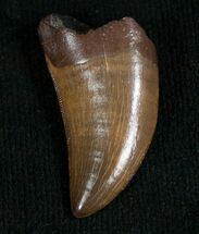 Inch Nanotyrannus Tooth - Great Serrations #4544
