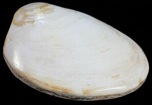 Wide Polished Fossil Clam - Jurassic #55225