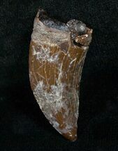 Inch Nanotyrannus Tooth - South Dakota #4547