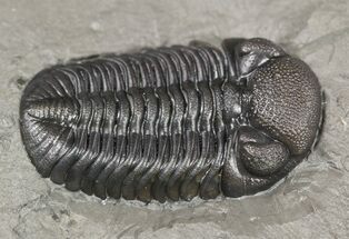 Prone Eldredgeops (Phacops) Trilobite - New York #54998