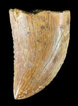 Juvenile Carcharodontosaurus Tooth - Serrated #55754