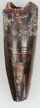 Juvenile Spinosaurus Tooth - Dark Enamel #55895