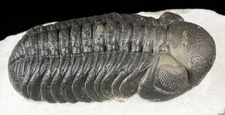 Austerops Trilobite With Nice Eyes - Morocco #55466