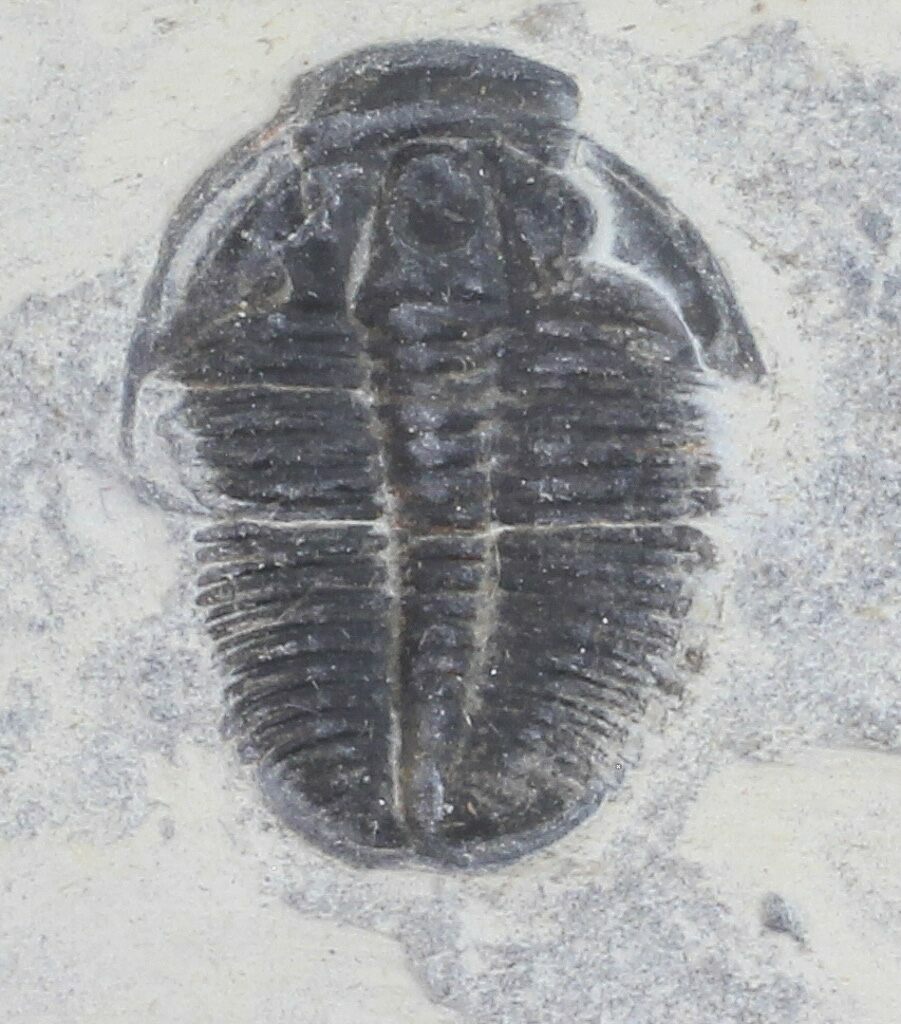 85 Elrathia Trilobite In Shale Utah 55845 For Sale