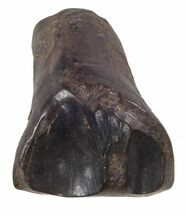 Leptoceratops Tooth - Montana #56480
