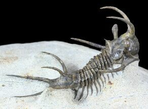 Alien Looking Ceratarges Trilobite - Top Quality #56543