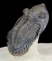 Metacanthina (Asteropyge) Trilobite - Top Quality Example #56554