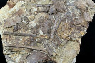 x Edmontosaurus (Hadrosaur) Bones In Rock - Wyoming #56763